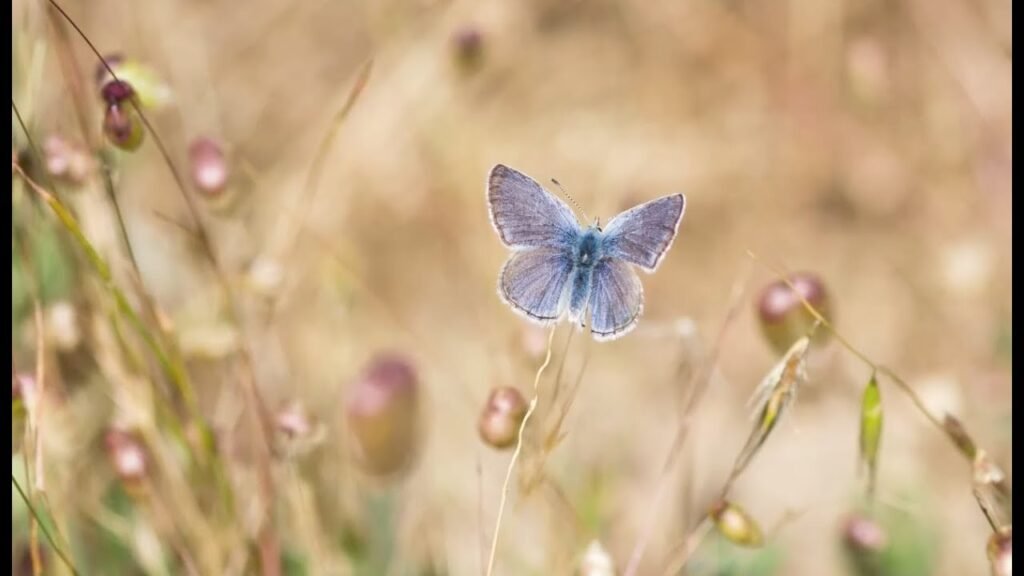 Xerces Blue: The First Butterfly Driven to Extinction in North America