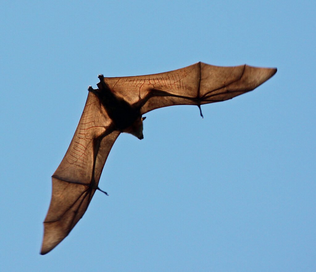 Guam Flying Fox: The Lost Guardian of the Pacific