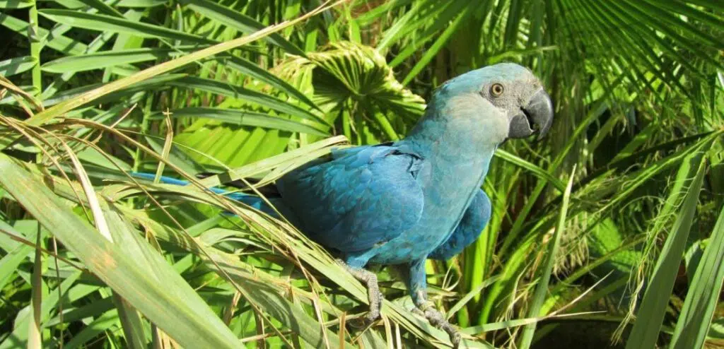 Spix's Macaw: The Brilliant Blue Bird of the Brazilian Wilderness