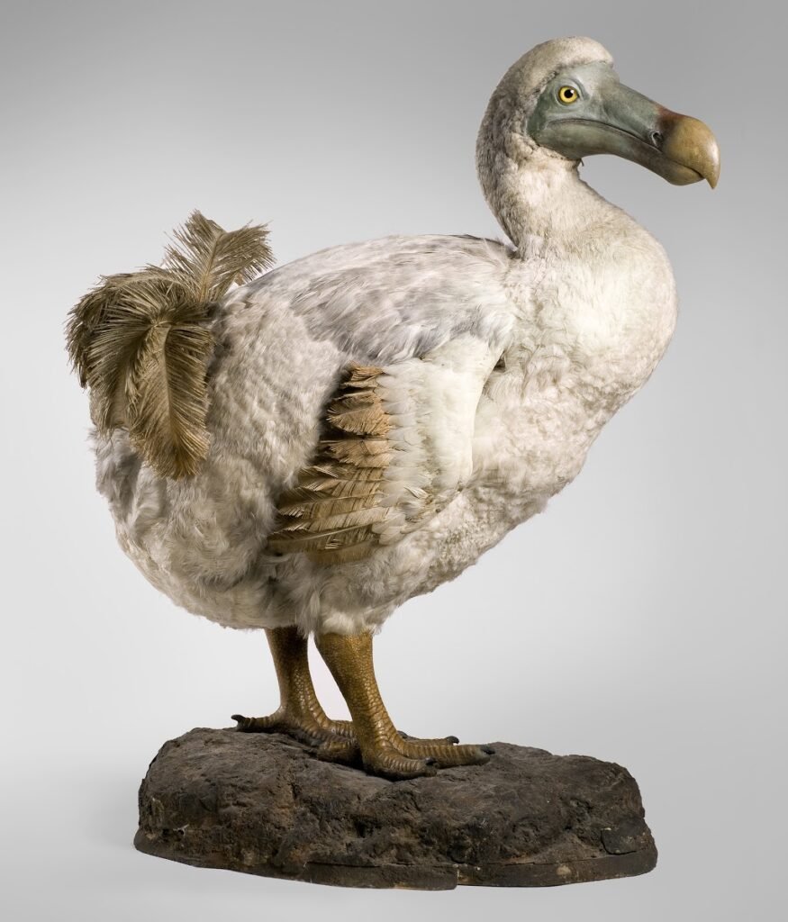 Dodo: The Iconic Symbol of Extinction