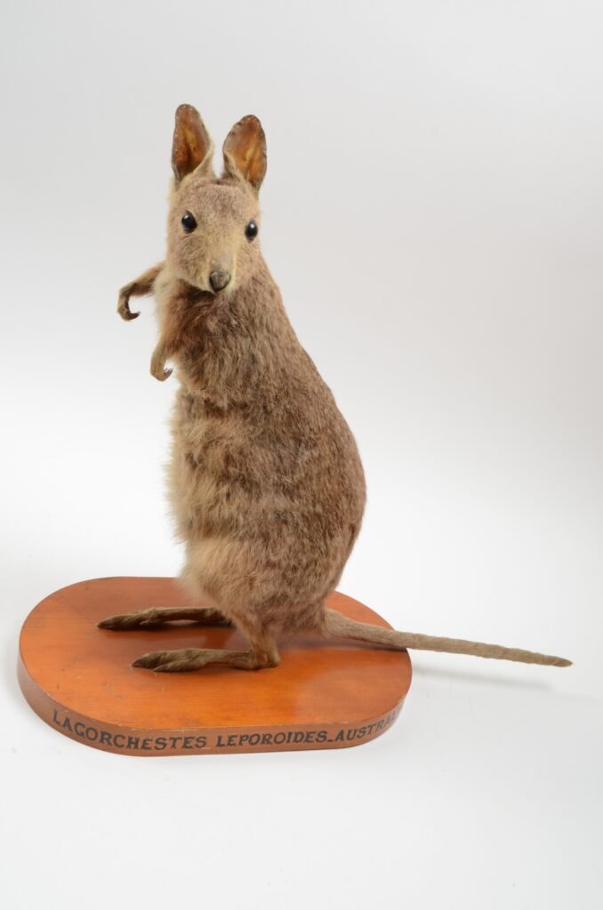 Eastern Hare-Wallaby: The Forgotten Hopper of Australia's Grasslands